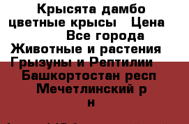 Крысята дамбо цветные крысы › Цена ­ 250 - Все города Животные и растения » Грызуны и Рептилии   . Башкортостан респ.,Мечетлинский р-н